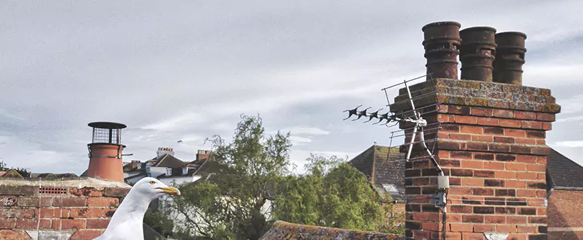 Chimney Cleaning And Restoration in Union City, California